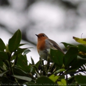 Photo de Rouge gorge