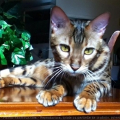 Photo de Bengal