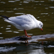 Photo de Mouette