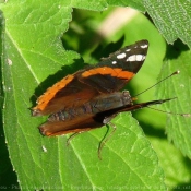 Photo de Papillon - vulcain