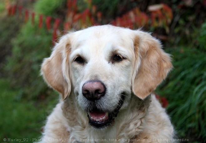 Photo de Golden retriever