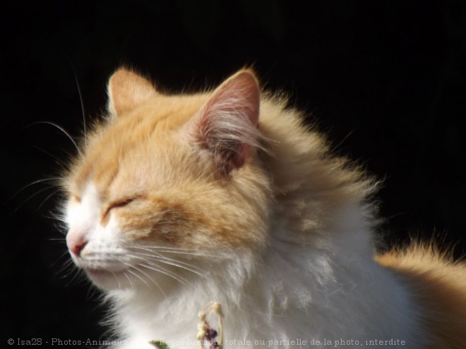 Photo de Chat domestique