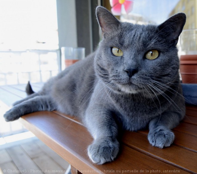 Photo de Chartreux