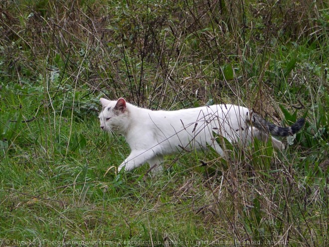 Photo de Chat domestique