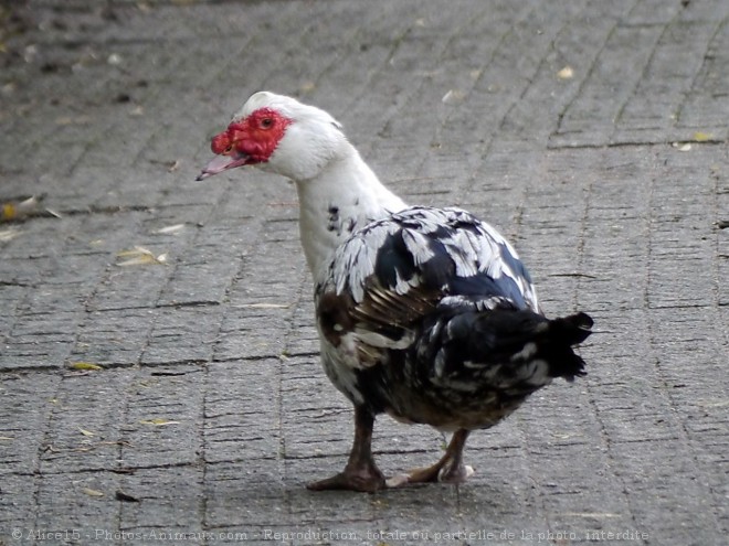 Photo de Canard de barbarie