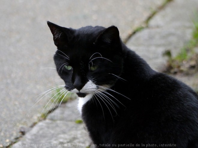 Photo de Chat domestique