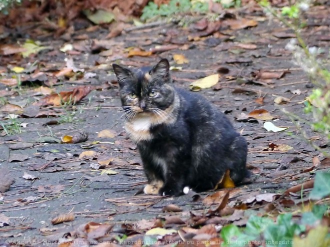 Photo de Chat domestique