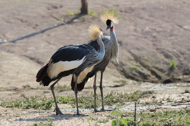 Photo de Grue