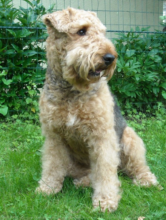 Photo d'Airedale terrier