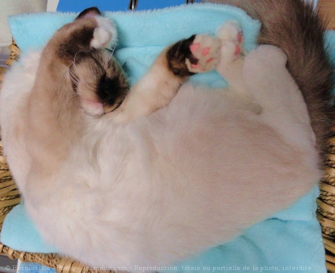 Photo de Ragdoll