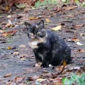 Photo de Chat domestique