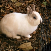 Photo de Lapin