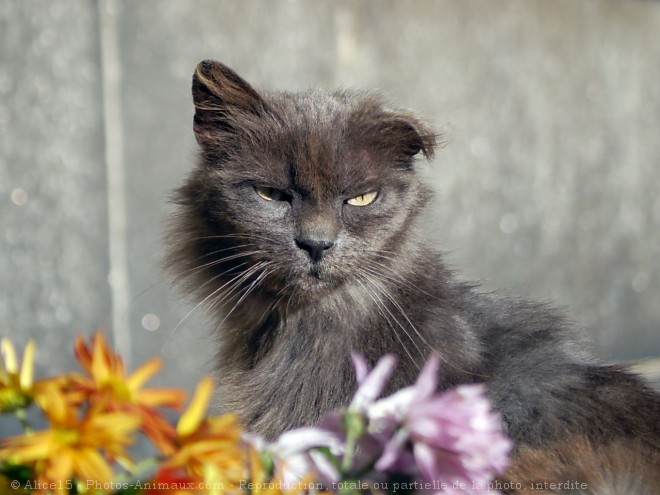 Photo de Chat domestique