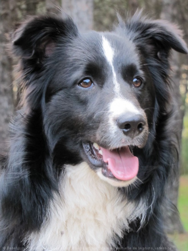 Photo de Border collie