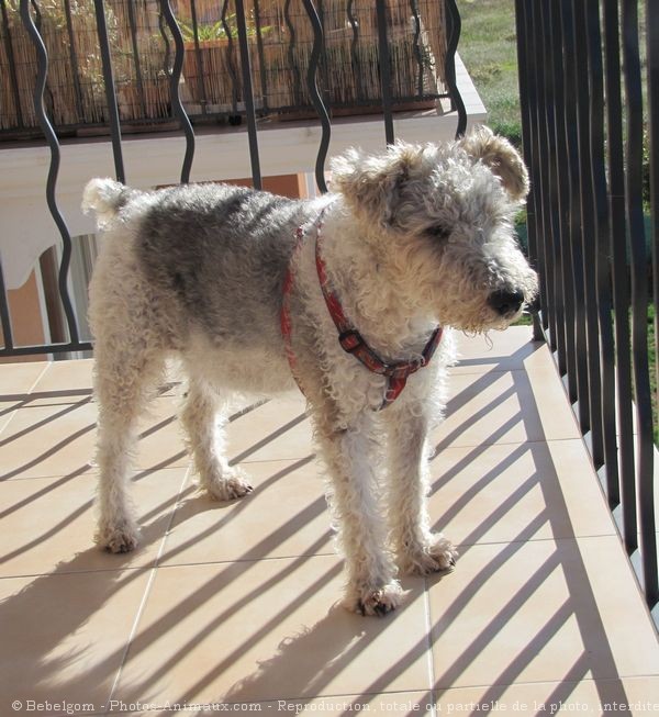 Photo de Fox terrier  poil dur