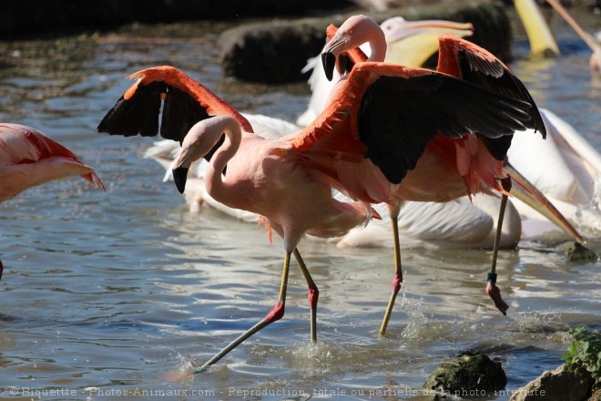 Photo de Flamand rose