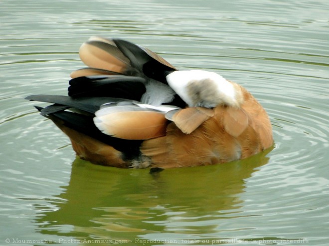 Photo de Canard tadorne casarca