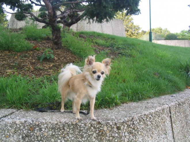 Photo de Chihuahua  poil long