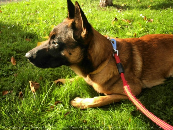 Photo de Berger belge malinois