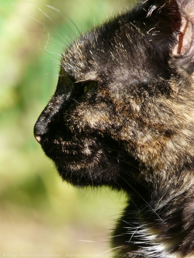 Photo de Chat domestique