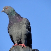 Photo de Pigeon