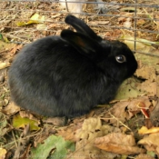 Photo de Lapin