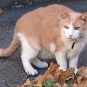 Photo de Chat domestique