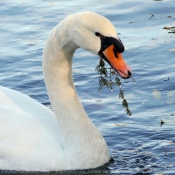 Photo de Cygne