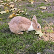 Photo de Lapin