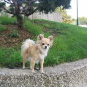 Photo de Chihuahua  poil long