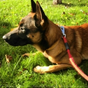 Photo de Berger belge malinois