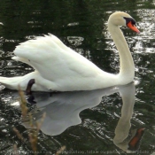 Photo de Cygne