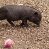 Photo de Cochon