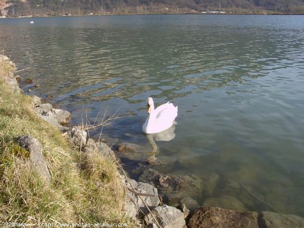 Photo de Cygne