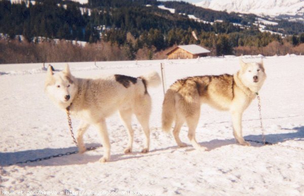 Photo de Husky siberien