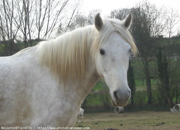 Photo de Poney franais de selle