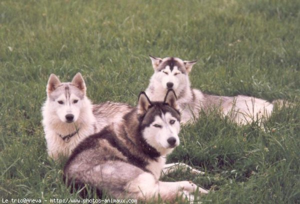 Photo de Husky siberien