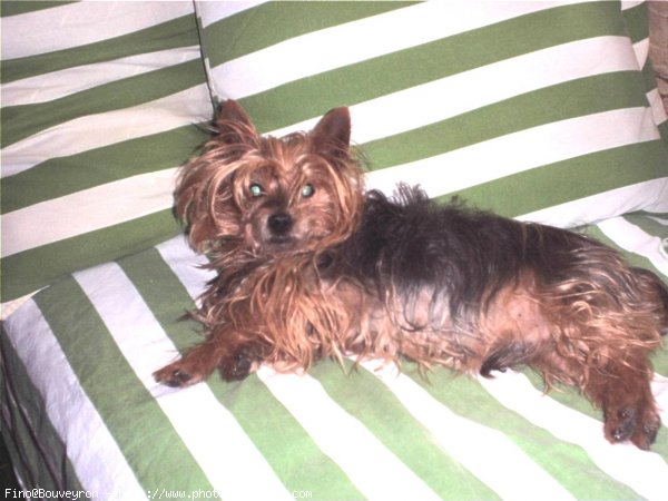 Photo de Yorkshire terrier