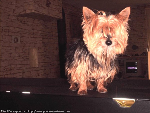 Photo de Yorkshire terrier