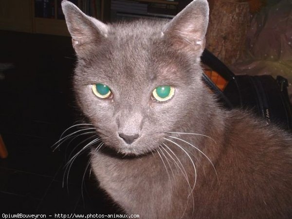 Photo de Chartreux