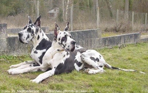 Photo de Dogue allemand