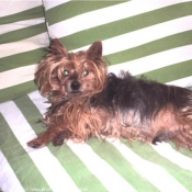 Photo de Yorkshire terrier