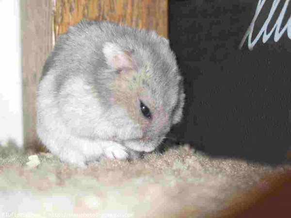 Photo de Hamster