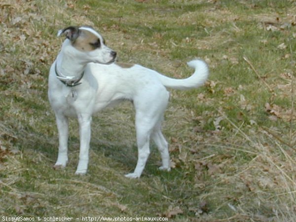 Photo de Jack russell terrier