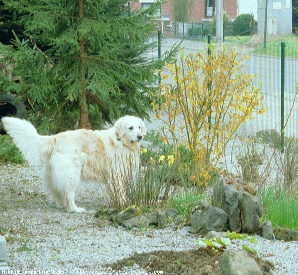 Photo de Golden retriever