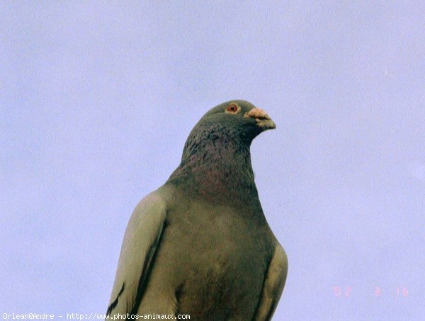 Photo de Pigeon