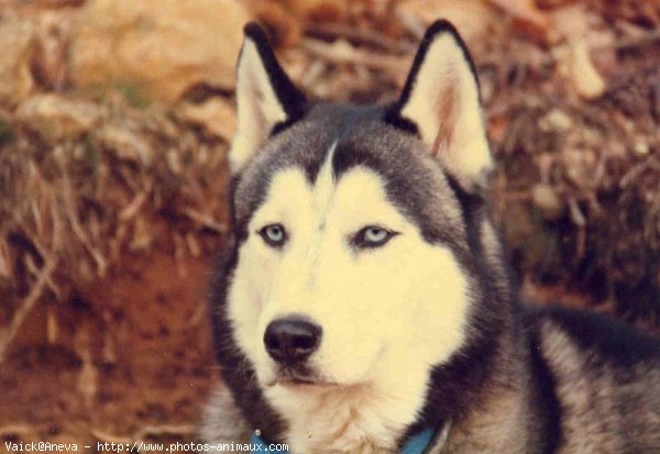 Photo de Husky siberien