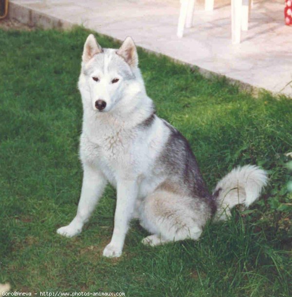 Photo de Husky siberien