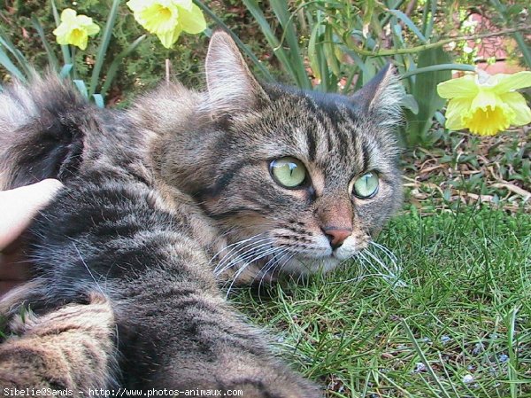 Photo de Chat domestique