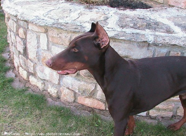 Photo de Dobermann